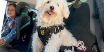 Cómo proteger a tus mascotas durante los viajes por carretera